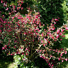 Вейгела цветущая Нана Пурпуреа фото 1 