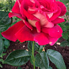 Роза чайно-гибридная Биколет фото 3 