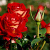 Роза чайно-гибридная Биколет фото 2 