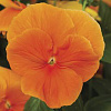 Виола крупноцветковая Дельта Пьюр Оранж фото 2 